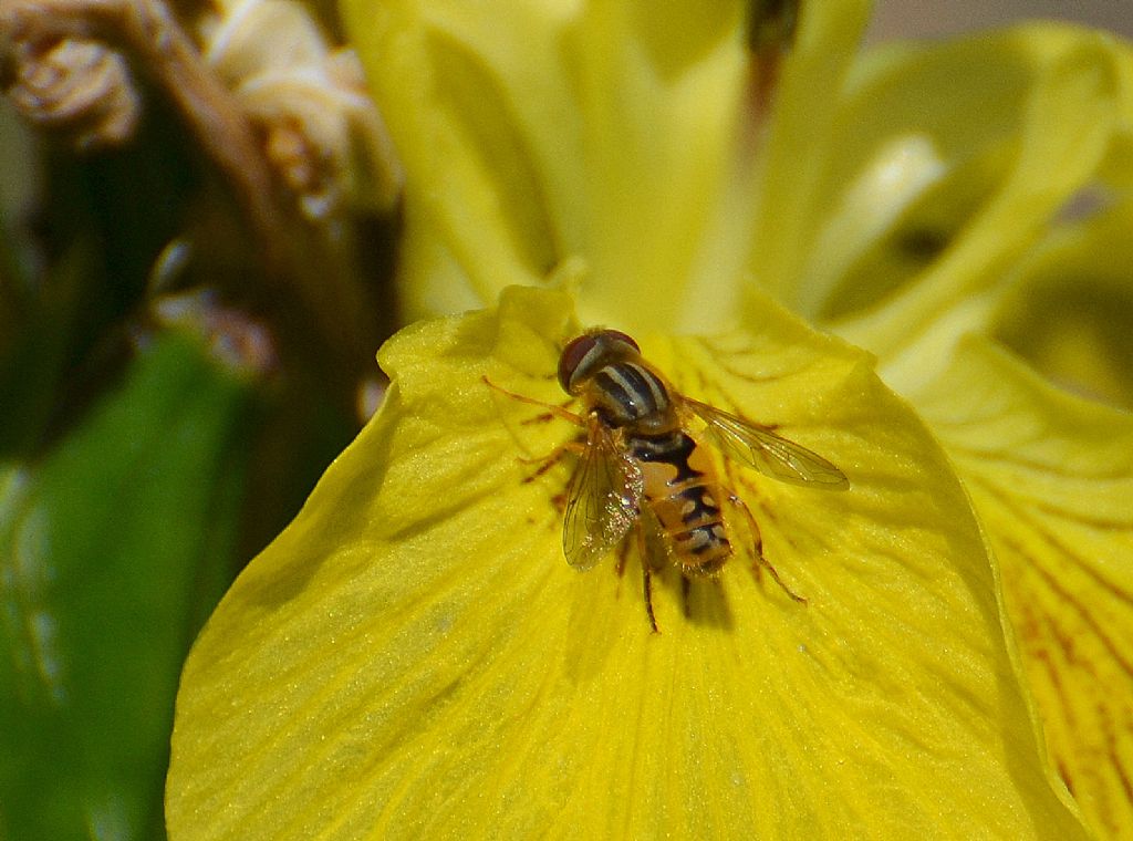 Maschio di Parhellophilus sp.